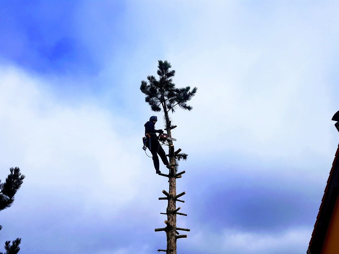 Quick and safe solution to tree emergencies