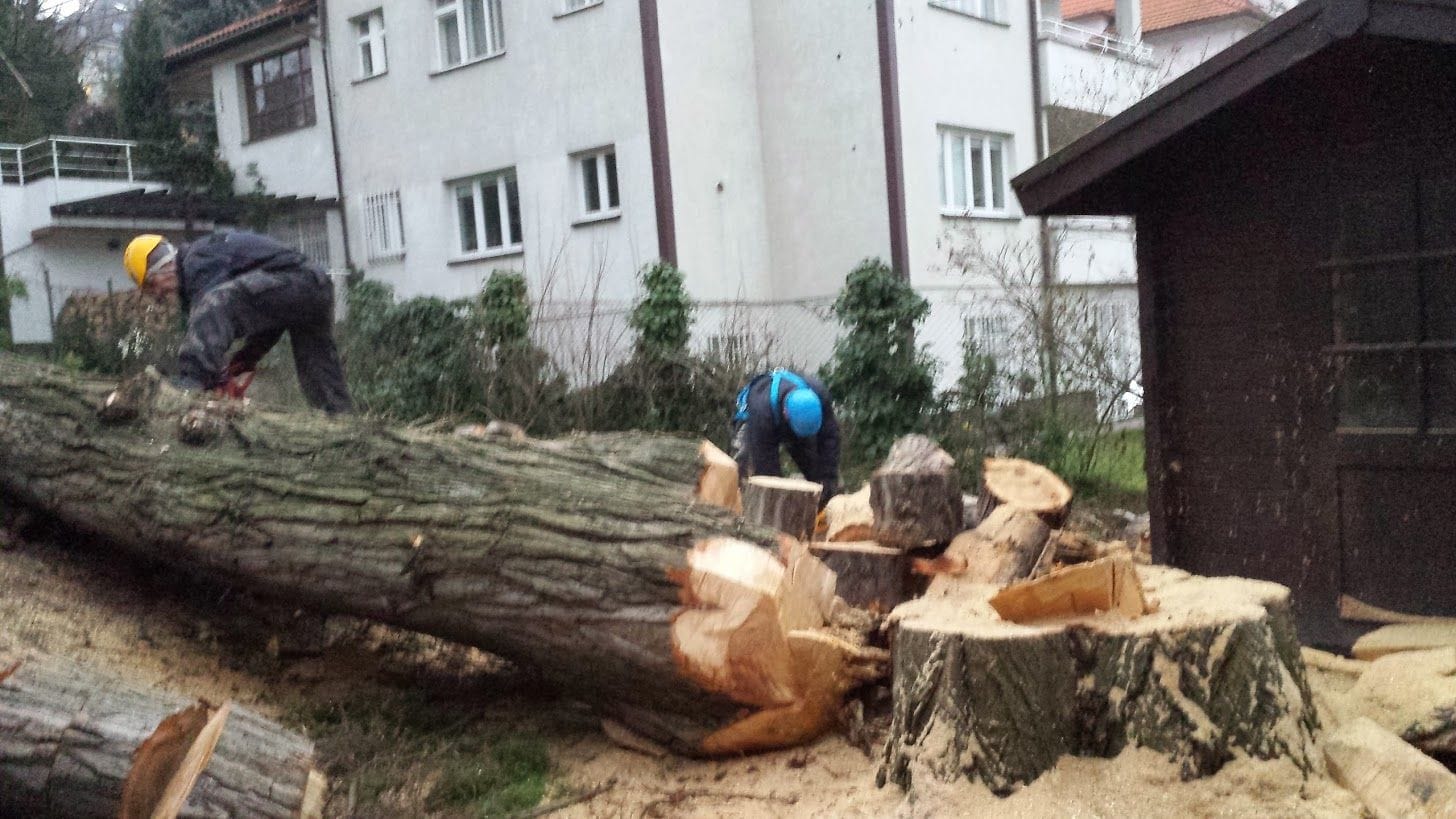 Hazardous tree felling