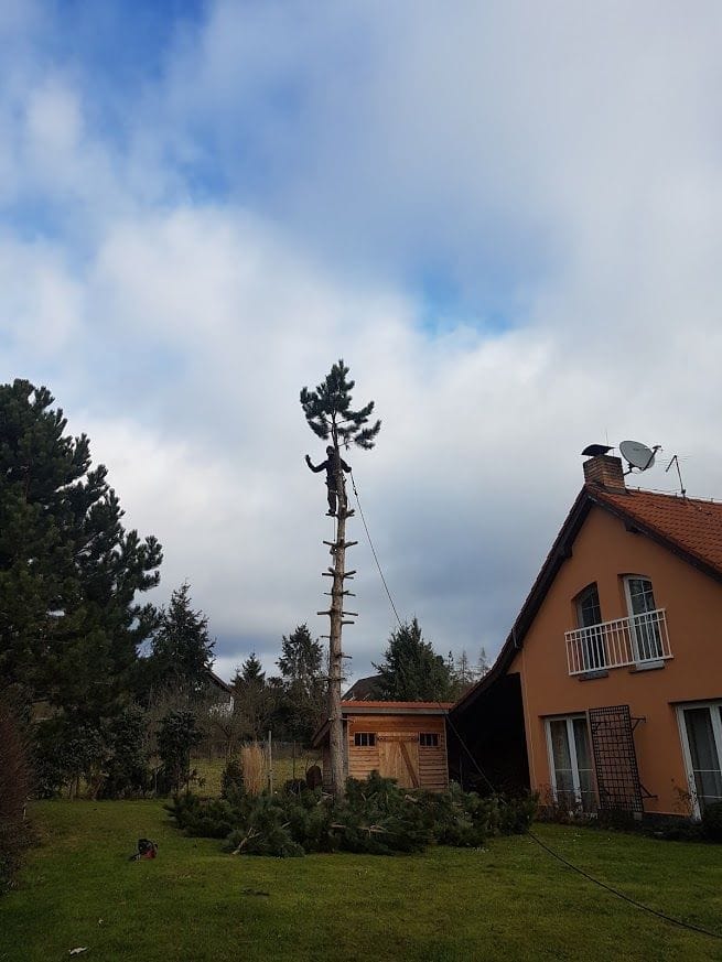 Hazardous tree felling