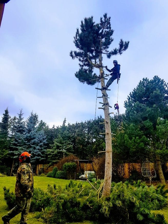 Felling a tree on a rope