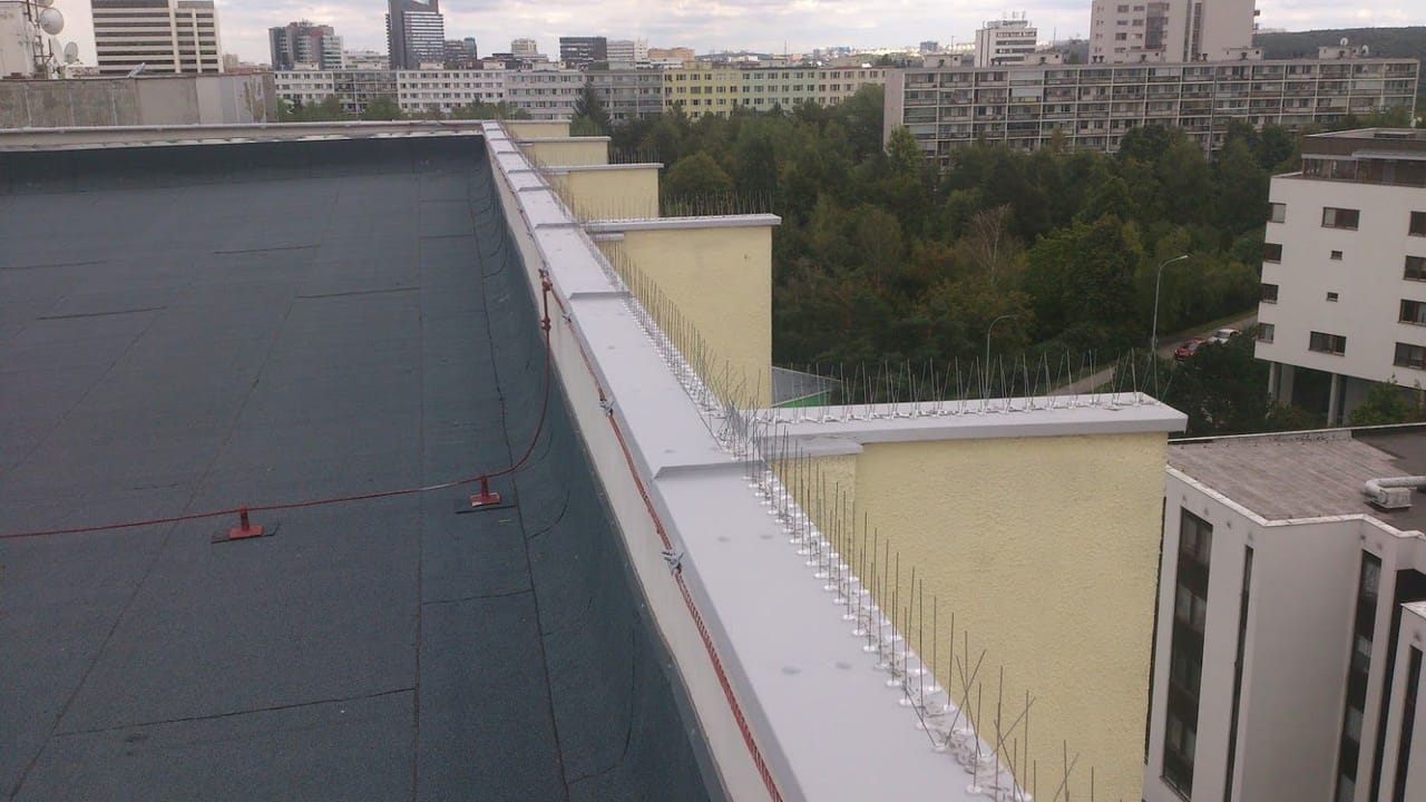 Pigeon protection and deterrents
